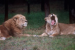 Animal, Animals, Cat, Cats, lion, lions, lioness, lionesses, mammal, mammals, placental mammal, placental mammals, carnivore, carnivores, felidae, asiatic lion, asiatic lions, Zoo, Zoos, Dubbo, Western Plains Zoo, NSW, New South Wales, Australia, wild cat, wild cats, yawn, yawns.