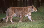 Animal, Animals, Cat, Cats, lion, lions, lioness, lionesses, mammal, mammals, placental mammal, placental mammals, carnivore, carnivores, felidae, asiatic lion, asiatic lions, Zoo, Zoos, Dubbo, Western Plains Zoo, NSW, New South Wales, Australia, wild cat, wild cats.