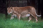 Animal, Animals, Cat, Cats, lion, lions, lioness, lionesses, mammal, mammals, placental mammal, placental mammals, carnivore, carnivores, felidae, asiatic lion, asiatic lions, Zoo, Zoos, Dubbo, Western Plains Zoo, NSW, New South Wales, Australia, wild cat, wild cats.