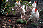 Animal, animals, bird, birds, chicken, chickens, hen, hens, hen, hens, leghorn, leghorn chicken, leghorn chickens, free-range, free-range chicken, free-range chickens, rooster, roosters, poultry, poultry farm, poultry farms.