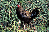 Animal, animals, bird, birds, chicken, chickens, hen, hens.
