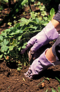 People, people gardening, gardening, gardener, gardeners, dig, digs, digging, hand, hands, glove, gloves, plant, plants, planting.