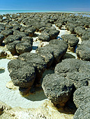 Australia, WA, Western Australia, Hamelin, hamelin pool, shark bay, bay, bays, paleontology, coast, coasts, coastal, coastline, coastlines, stromatolite, stromatolites, fossil, fossils, organism, bacteria, bacterias, cyanobacteria, cyanobacterias, coast, coasts, coastline, coastlines, seashore, seashores, shoreline, shorelines.