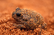 Animal, animals, frog, frogs, amphibian, amphibians, amphibia, Australia, australian, kunapalari, kunapalari frog, Kunapalari frogs, Neobacrachus kunapalari, neobacrachus, kunapalari, goldfields, WA, WEstern Australia.