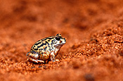 Animal, animals, amphibian, amphibians, frog, frogs, humming frog, humming frogs, humming-frog, humming-frogs, neobracrachus, neobacrachus pelobatodies, Goldfields, WA, Western Australia, Australia, australian, humming.