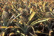 Australia, Qld, Queensland, caboolture, food, fruit, tropical fruit, pineapple, pineapples, agriculture, rural, rural scene, rural scenes, farm, farms, farming, farm land, farming land, pineapple farm, pineapple farms, ananas, comosus, ananas comosus.