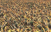 Australia, Qld, Queensland, caboolture, food, fruit, tropical fruit, pineapple, pineapples, agriculture, rural, rural scene, rural scenes, farm, farms, farming, farm land, farming land, pineapple farm, pineapple farms, ananas, comosus, ananas comosus.