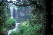Australia, New South Wales, dorrigo, dorrigo np, dorrigo national park, dangar falls, great dividing range, dangars falls, dangar waterfall, National Park, National Parks, dangar water fall, waterfall, waterfalls, running water.