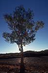 Tree, trees, gum tree, gum trees, eucalypt, eucalypts, eucalyptus, eucalyptus tree, eucalyptus trees, gumtree, gumtrees, silhouette, silhouettes.