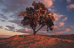 Tree, trees, gum tree, gum trees, eucalypt, eucalypts, eucalyptus, eucalyptus tree, eucalyptus trees, gumtree, gumtrees, outback, australian outback, outback australia.