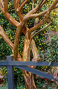 Tree, trees, fence, fences, garden fence, garden fences.