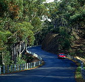 Transport, transportation, vehicle, vehicles, car, cars, vehicle, vehicles, australia, tas, tassie, tasmania, road, roads, sealed road, sealed roads, st marys, saint marys, elephant pass, tree, trees, bend, bends.