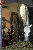 Animal, animals, horse, horses, stable, stables, bridle, bridles.