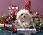 Christmas, Christmas scene, Christmas scenes, present, presents, gift, gifts, Christmas present, Christmas presents, animal, animals, dog, dogs, pet, pets, domestic dog, domestic dogs, maltese terrier, maltese terriers, terrier, terriers.