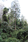 Australia, New South Wales, Dorrigo, Dorrigo NP, Dorrigo national park, national park, national parks, forest, forests, rainforest, rainforests, tree, trees.