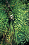 Tree, trees, pine, pinus, pine tree, pine trees, pine cone, pine cones, green, cone, cones, conifer, conifers.