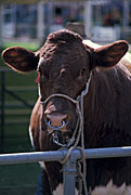 Farming, Farmland, farm, farms, Cow, Cows, animal, animals, cattle, meat industry, pen, pens, meat trade, livestock, agriculture, nose-ring, nose-rings, nose ring, nose rings, bridle, bridles, fence, fences.