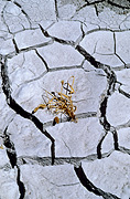 Australia, climate, drought, drought scene, drought scenes, mud, cracked mud, mud, dried mud, crack, cracks, cracked mud, vegetation.