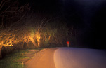 Road, roads, sealed road, sealed roads, headlight, headlights, car headlight, car headlights, night, night driving, nightime driving, nightime, night time, tree, trees, bend, bends, australia, south australia, sa.