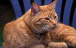 Animal, animals, felis, felis catus, feline, felines, mammal, mammals, placental mammal, placental mammals, cat, cats, carnivore, carnivores, carnivora, felidae, pet, pets, domestic animal, domestic animals, domestic, domestic cat, domestic cats, eye, eyes, cats eye, cats eyes, Animal, animals, felis, catus, felis catus, feline, felines, mammal, mammals, placental mammal, placental mammals, cat, cats, carnivore, carnivores, carnivora, felidae, pet, pets, domestic, domestic animal, domestic animals, ginger, ginger cat, ginger cats, collar, collars, cat collar, cat collars.