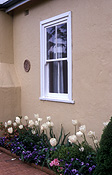 Garden, Gardens, tulip, tulips, tulipa, house, houses, housing, window, windows, exteriors, architecture, housing, wall, walls, PF48,