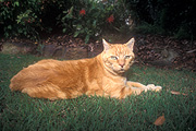Animal, animals, felis, felis catus, feline, felines, mammal, mammals, placental mammal, placental mammals, cat, cats, carnivore, carnivores, carnivora, felidae, pet, pets, domestic, domestic animal, domestic animals, domestic cat, domestic cats, Animal, animals, felis, catus, felis catus, feline, felines, mammal, mammals, placental mammal, placental mammals, cat, cats, carnivore, carnivores, carnivora, felidae, pet, pets, domestic, domestic animal, domestic animals, ginger, ginger cat, ginger cats, lawn, lawns, pf48,