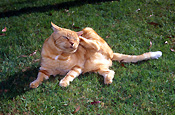 Animal, animals, felis, catus, felis catus, feline, felines, mammal, mammals, placental mammal, placental mammals, cat, cats, carnivore, carnivores, carnivora, felidae, pet, pets, domestic, domestic, domestic animal, domestic animals, ginger, ginger cat, ginger cats, scratch, scratches, scratching, flea, fleas, PF48,
