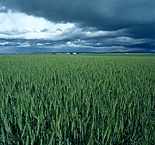 Farming, Farmland, farm, farms, Agriculture, rural, rural scene, rural scenes, crop, crops, wheat, wheat crop, wheat crops, wheat field, wheat fields, storm, storms, cloud, clouds, storm cloud, storm clouds.