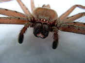 Invertebrate, Invertebrates, Arthropod, Arthropods, Arachnida, Araneae, Heteropodidae, Arachnid, Arachnids, spider, spiders, huntsman, huntsman spider, huntsman spiders, common, common huntsman spider, common huntsman spiders, blair,
