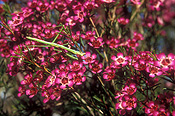 Flower, flowers, Pink Flower, Pink Flowers, wax flower, wax flowers, geraldton, geraldton wax, geraldton wax flower, geraldton wax flowers, waxflower, waxflowers, geraldton waxflower, geraldton waxflowers, myrtaceae, insect, insects, Arthropod, Arthropods, insecta, mantid, mantids, praying mantid, Mantodea, praying mantids, praying mantis.
