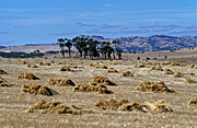 Australia, sa, south australia, barossa, barossa valley, rural, rural scene, rural scenes, hay, field, fields.