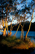 Australia, New South Wales, National Park, National Parks, Myall Lakes, Myall Lakes National Park, National Park, National Parks.