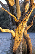 Tree, trees, trunk, tree trunk, tree trunks, trunk of tree, trunk of trees, myall lakes, myall lakes NP, myall lakes national park, NSW, New South Wales, Australia, lake, lakes, sunset, sunsets, sunrises and sunsets, mood, mood scene, mood scenes.