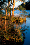 Australia, New South Wales, National Park, National Parks, Myall Lakes, Myall Lakes National Park, National Park, National Parks.
