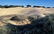 Australia, Beach, Beaches, coast, coasts, coastal, coastline, coastlines, sand, dune, dunes, sand dune, sand dunes, vegetation.