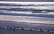 Australia, Beach, Beaches, water, coast, coasts, coastal, coastline, coastlines, seashore, seashores, shoreline, shorelines, sand, gull, gulls, bird, birds, seagull, seagulls.