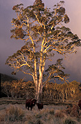 Australia, Farming, Farmland, farm, farms, Agriculture, animal, animals, cattle, meat industry, meat trade, Cow, Cows, gum tree, gum trees, eucalyptus, eucalyptus tree, eucalyptus trees, Rural, Rural scene, Rural scenes, tree, trees, storm cloud, storm clouds, new england, great dividing range, New England NP, New England National Park, NSW, New South Wales, national park, national parks.