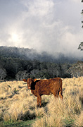 Australia, Farming, Farmland, farm, farms, Agriculture, livestock, cow, cows, animal, animals, cattle, meat industry, meat trade, mist, mists, NSW, New South Wales, new england, great dividing range, New England National Park, National Park, National Parks, rural, rural scene, rural scenes.