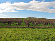 Australia, Sa, South australia, Barossa, Barossa Valley, Agriculture, Fruit, Grape, Grapes, Vine, vines, vineyard, vineyards, grapevine, grapevines, grape vine, grape vines, vitis, industry, wine, wine industry, rural, rural scene, rural scenes.