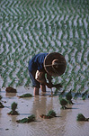 Agriculture, rice, rice growing, rice paddy, rice paddies, rice field, rice fields, paddy, paddies, China, kunming, yunnan, yunnan province, hat, hats.