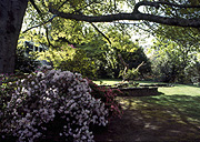 Garden, gardens, Australia, New South Wales, blue mountains, great dividing range, lawn, lawns, tree, trees.