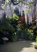 Garden, gardens, courtyard, courtyards, gravel, wisteria, pot, pots, potted, garden pot, garden pots, outdoor pot, outdoor pots.