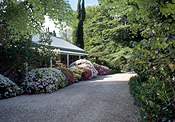 Garden, Gardens, Australia, New South Wales, blue mountains, great dividing range, house, houses, yengo, drive, driveway, driveways, gravel, tree, trees.