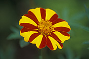 Flower, flowers, marigold, marigolds, tagetes, patula, tagetes patula, striped marigold, striped marigolds, french, french marigold, french marigolds.