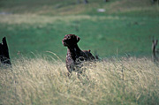 Animal, Animals, dog, Dogs, pet, pets, domestic animal, domestic animals, hunting dog, hunting dogs, domestic dog, domestic dogs, RJ16,