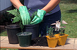 People gardening, empty, Gardening, garden, gardens, woman, women, female, females, repot, repotting, garden gloves, gardening gloves, seedling, seedlings, repotting plant, repotting plants, pot, pots, garden pot, garden pots, outdoor pot, outdoor pots, glove, gloves, woman gardening, women gardening, hands.