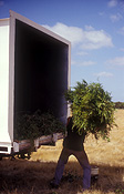 Australia, sa, south australia, kangaroo Island, distillery, distilleries, distillation, eucalyptus, eucalyptus oil, oil, oils, emu ridge, emu ridge distillery, eucalytpus, cneonifolia, eucalyptus cneonifolia, narrow leaf mallee, mallee, narrow-leaf mallee, rural, rural scene, rural scenes, truck, trucks, people, occupation, occupations, man, men.