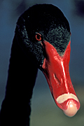 Animal, animals, australian, australian bird, australian birds, bird, birds, waterfowl, anatidae, anseriformes, cygnus, atratus, cygnus atratus, swan, swans, black, black swan, black swans