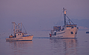 Australia, New South Wales, EDEN, boat, boats, boating, vehicle, vehicles, fishing, fishing industry, fishing boat, fishing boats, industry, commercial, commercial fishing, trawler, trawlers, fishing trawler, fishing trawlers, bird, birds, sea, seas, ocean, oceans, water, water scene, water scenes, mood, mood scene, mood scenes.