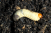 Insect, Insects, Arthropod, Arthropods, insecta, pest, pests, lawn, lawns, lawn pest, lawn pests, white curl grub, white curl grubs, grass grub, grass grubs, grass grub beetle, grass grub beetles, grub, grubs, larvae, white, white grub, white grubs, curl, curl grub, curl grubs, beetle, beetles, african, african black beetle, african black beetles, african lawn beetle, african lawn beetles, scarab beetle, scarab beetles, scarab beetle grub, scarab beetle grubs, black lawn beetle, black lawn beetles.